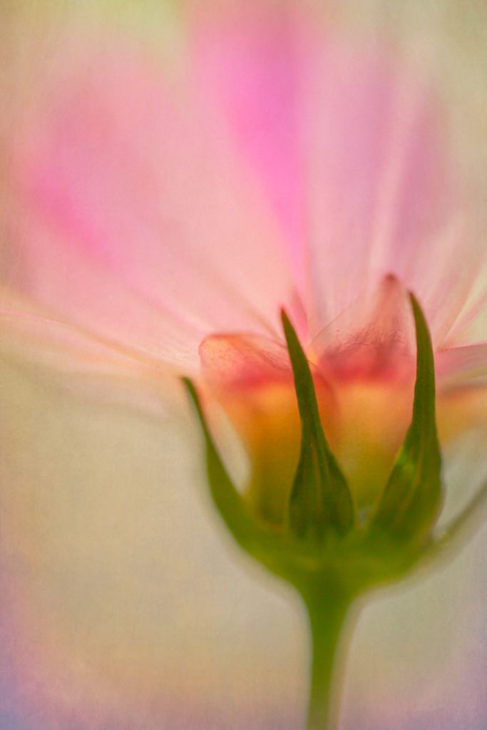 Artistic Cosmos - Alana Starkweather